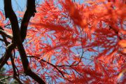 紅葉