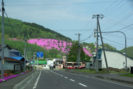 滝上町の芝ざくらまつり