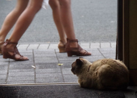 野良猫