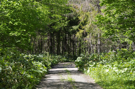 山道