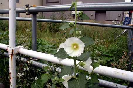 空き地に咲く花