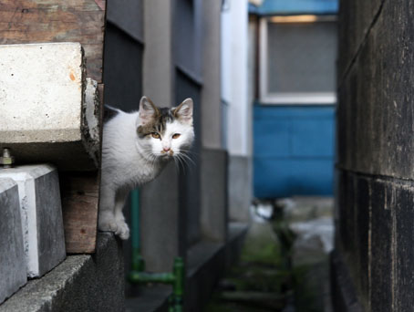 野良猫