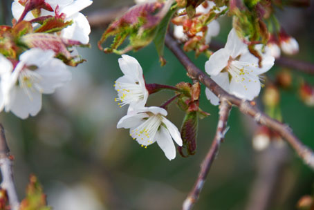 千島桜