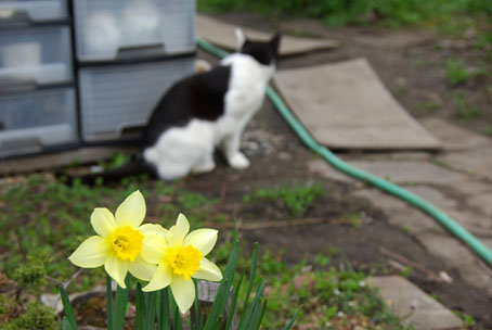 花と猫