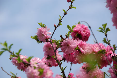 桜かな