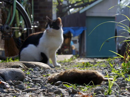 ネズミと猫