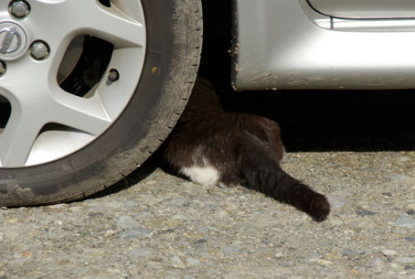 これで隠れたつもりの野良猫