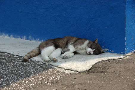 ねこ