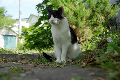 ねこ