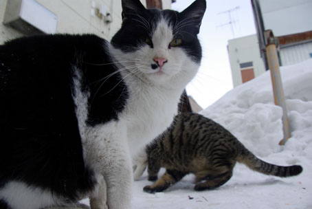 北見の野良猫