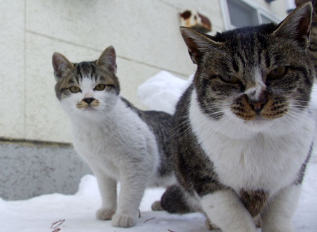 北見の野良猫