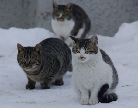 北見の野良猫