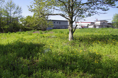 たんぽぽのある風景