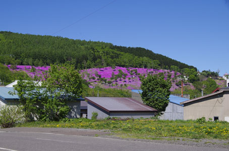 滝上の芝桜