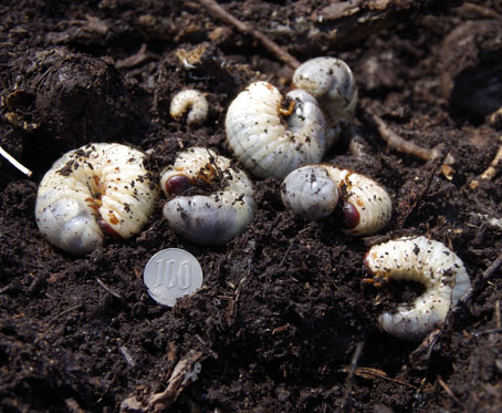 カブトムシの幼虫