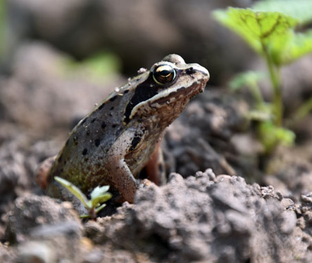 カエル