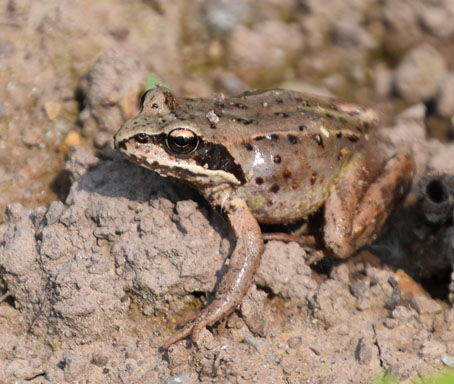 カエル