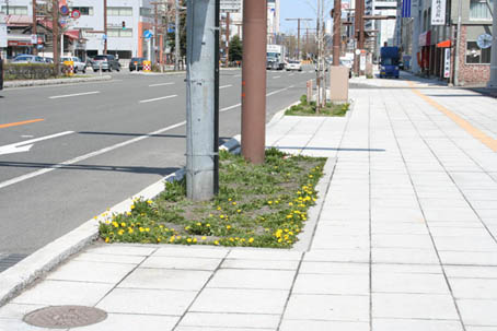 路上の植え込み