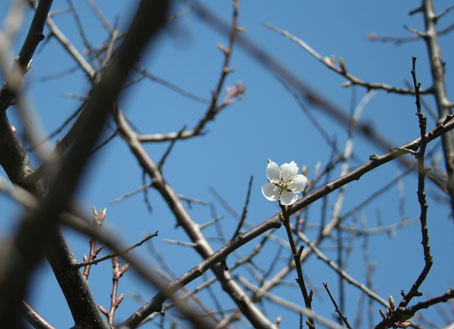 梅の花